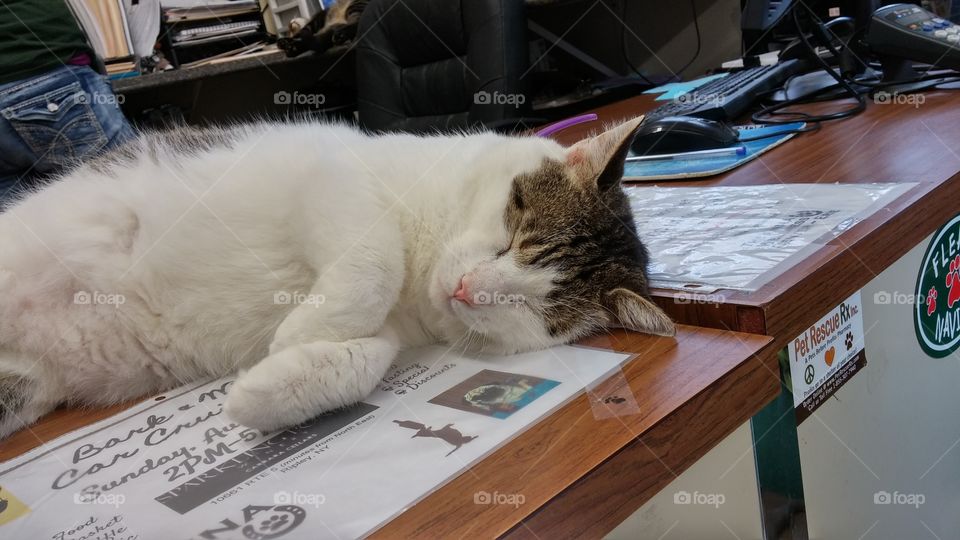 Sleeping Paper Holder... Cat napping on a desk at the ANNA Shelter in Erie PA