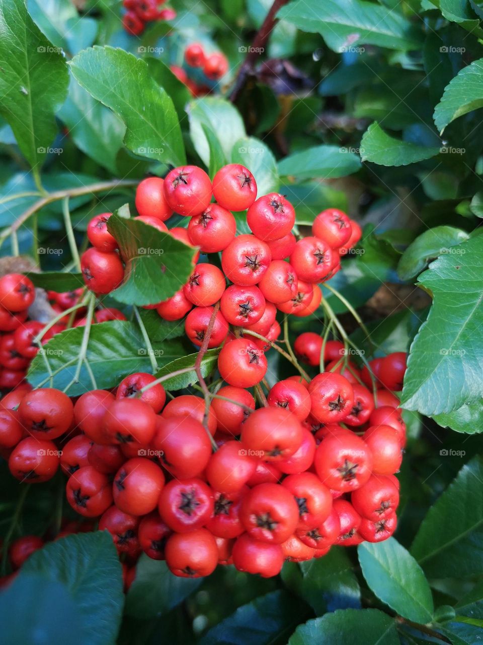 Nepal Firethorn plant