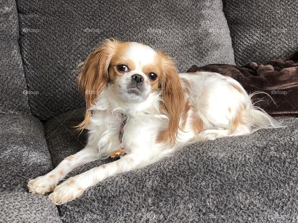 Sophia the Cavalier King Charles spaniel 