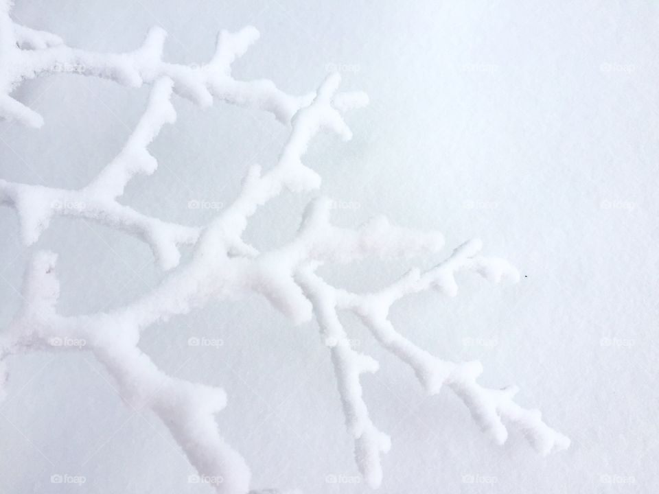 Snowy covered branches