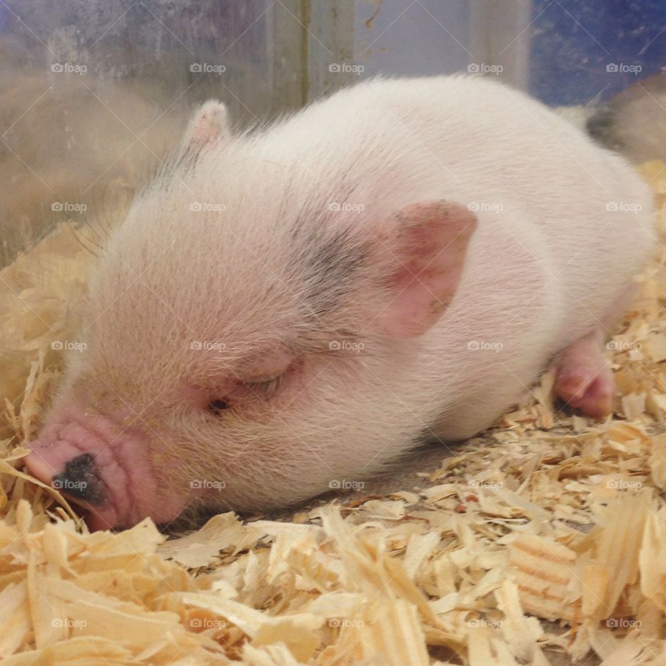 Baby piglet, you're too cute. 