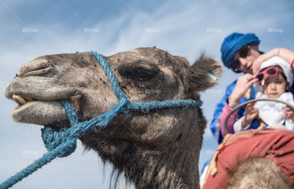 Mother and daughter riding on a camel, with a close-up of a camel against a blue sky