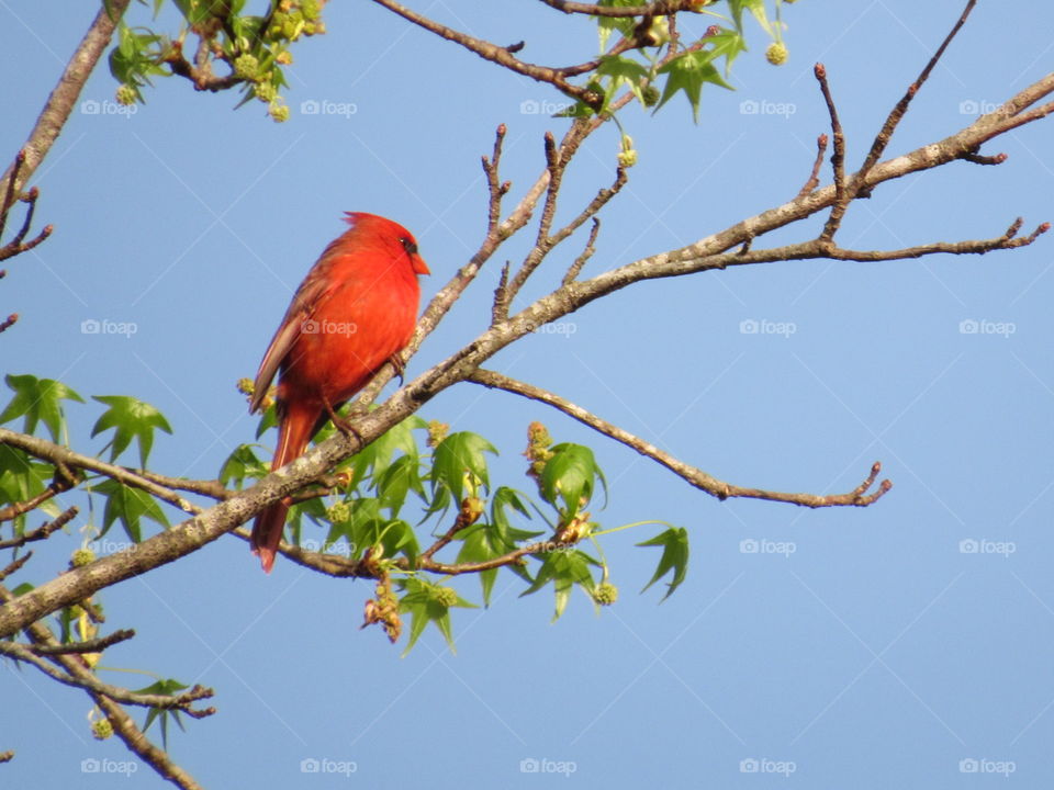 Bird, Wildlife, No Person, Tree, Outdoors