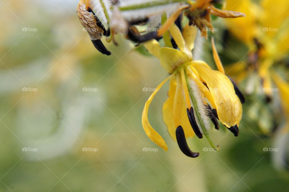 Yellow flower green brown fuzzy white blossom bloom blooming black yellow petal