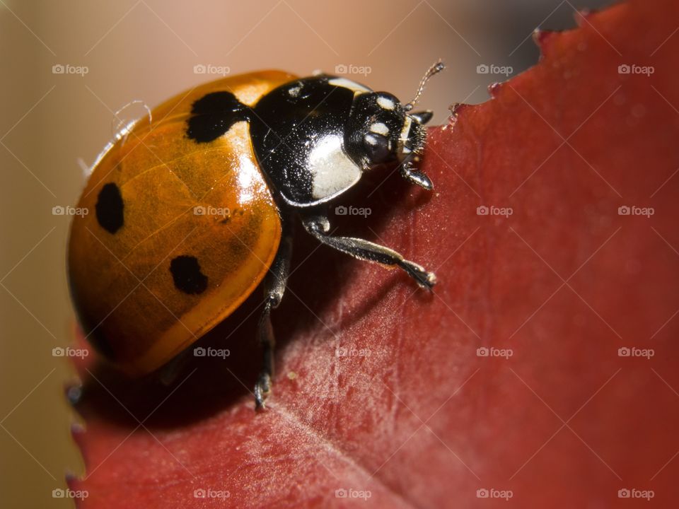 Ladybird over a red leaf