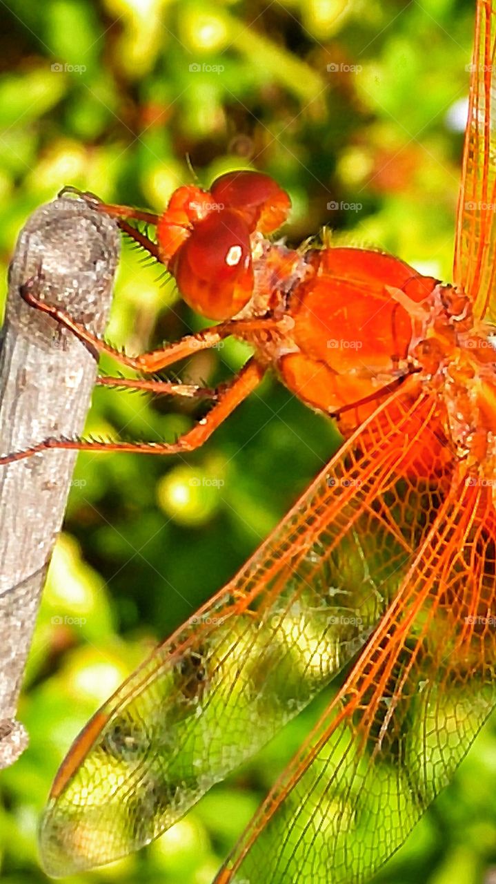 Orange Dragonfly. Friendly Dragonfly