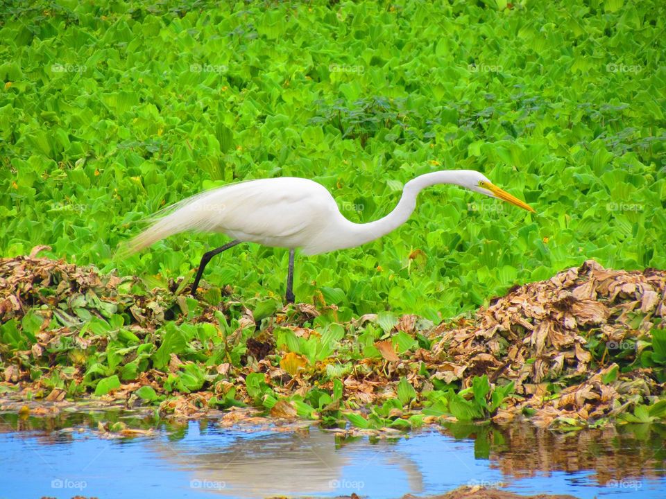 White Beautiful Bird