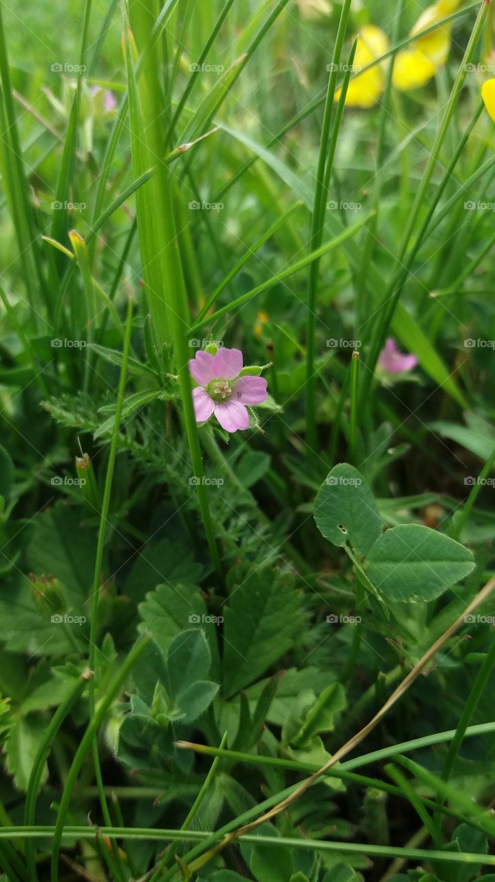 Tiny pink flower in the grass