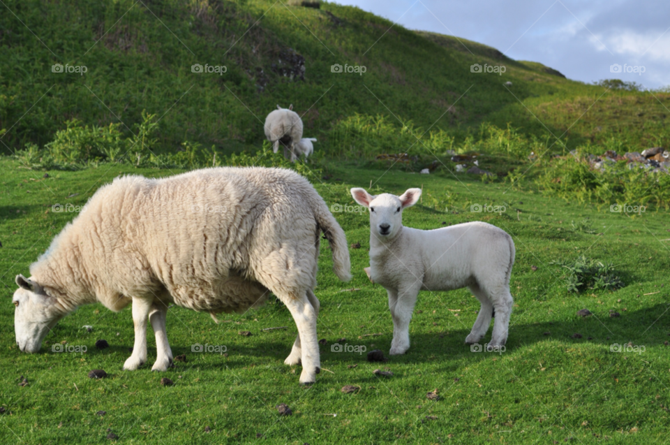 sky green grass hills by coolbmusic