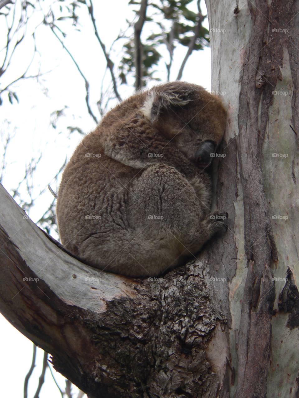 tree australia animal wildlife by auscro