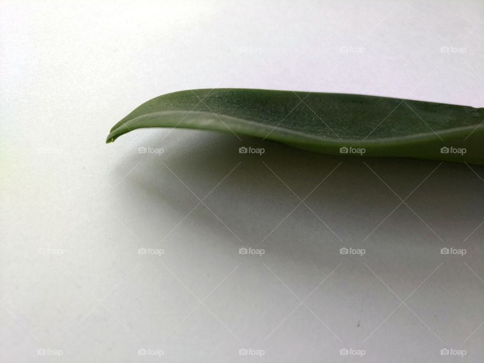 leaf of a plant.