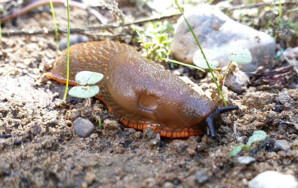 banana slug
