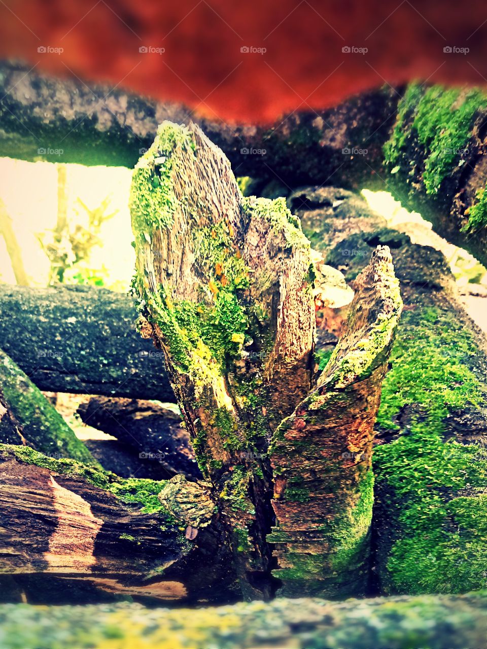 #Wood #firewood #Trunk #Nature #Daylight