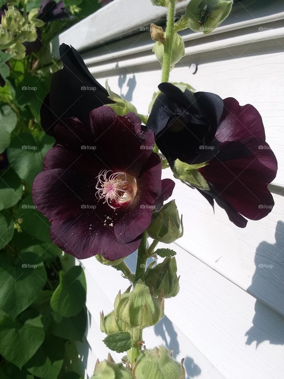 black flower