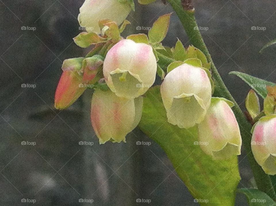 Blueberry blossom 