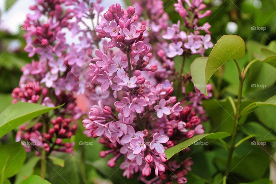 Blooming Lilacs