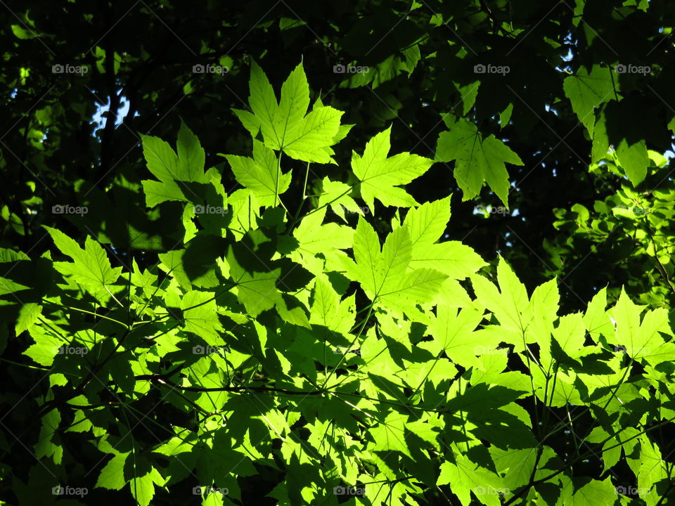 Translucent leaves