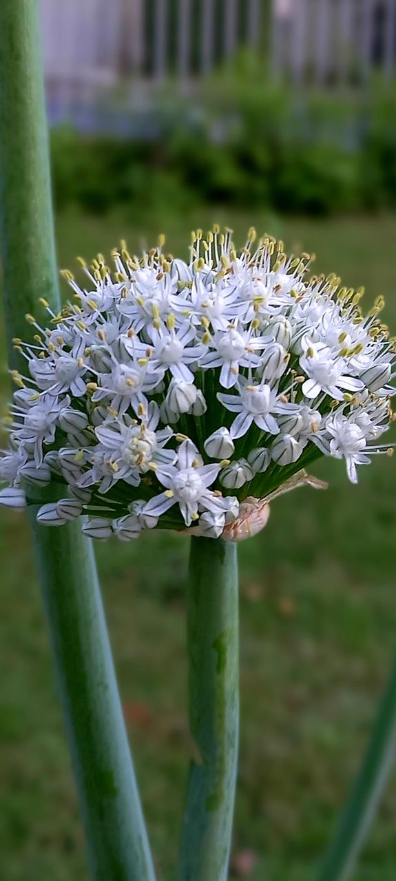 flowers and plants