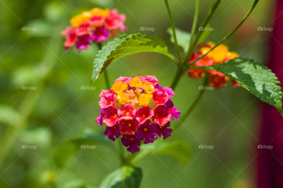 Single plant having dual colored flowers.I think this is the best example by nature for the theme clash of colors.