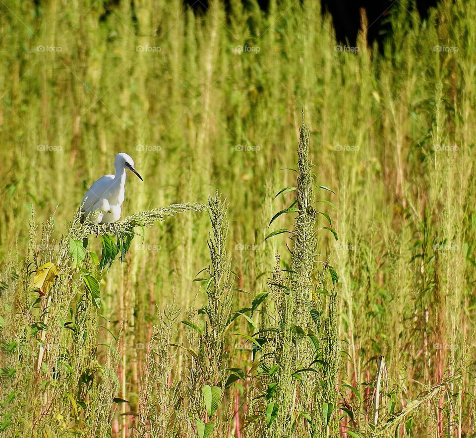 White egret in a green marsh.