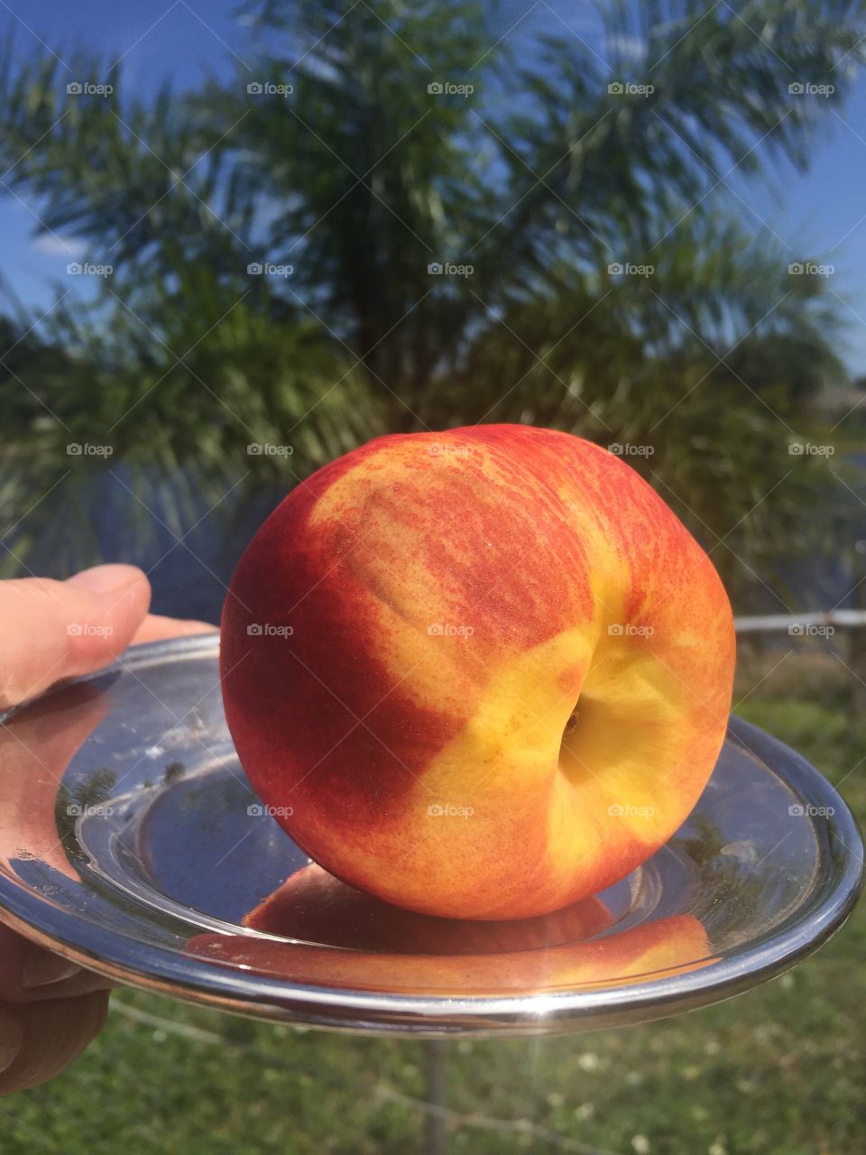 JUICY NECTARINE ON A SILVER PLATE