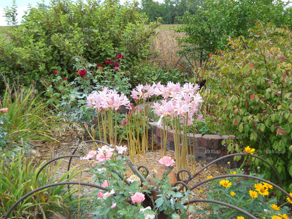 Pink Ladies In a Circle. My Grandma's Surprise Lilies transplanted in my circle flowerbed.  She always called them her Pink Ladies.