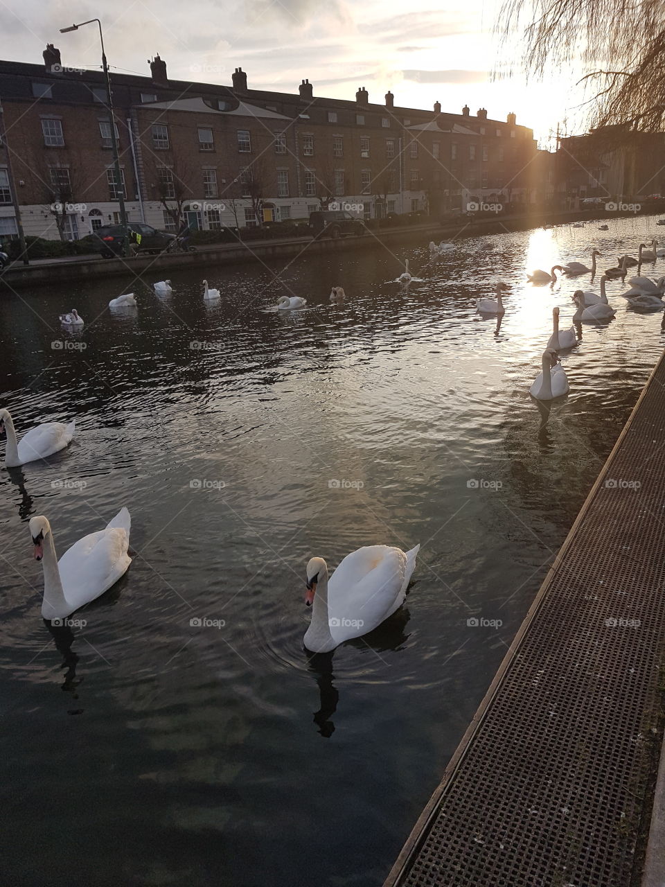 Sunset over swans