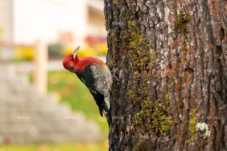 Bird on tree trunk