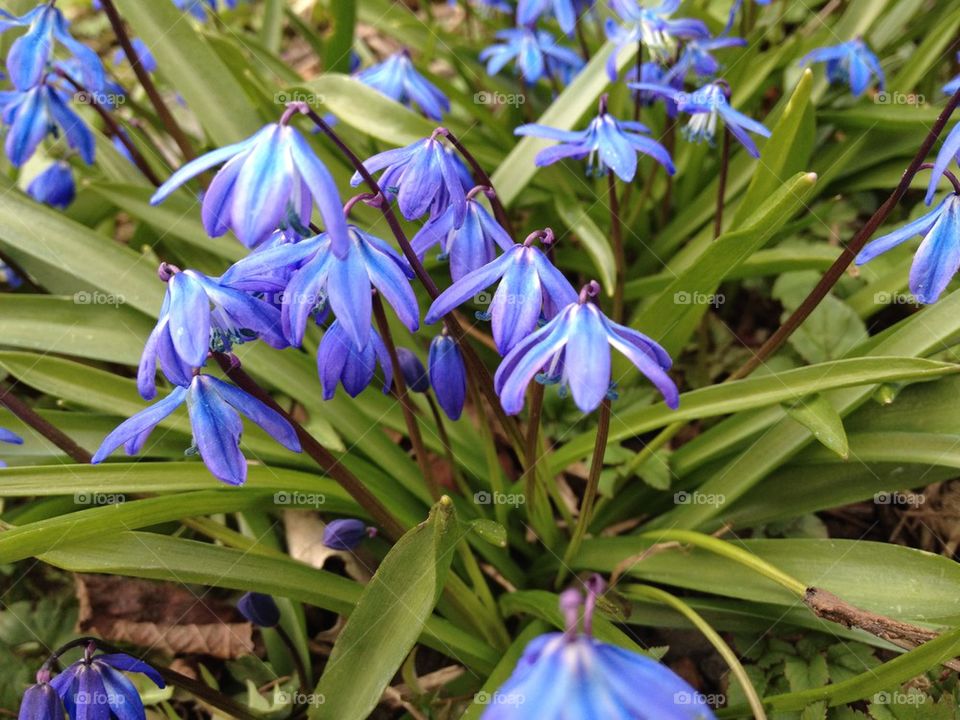 landscape sweden spring flowers by annestenbeck