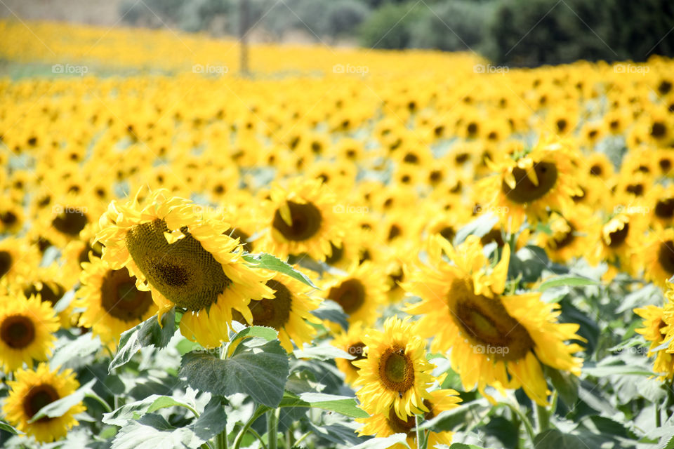 Sunflower, Field, Nature, Flora, Summer