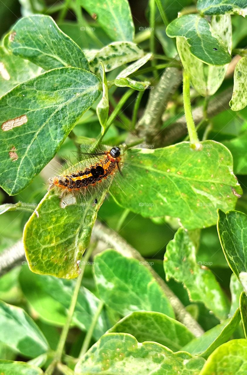 Caterpillar on leaf