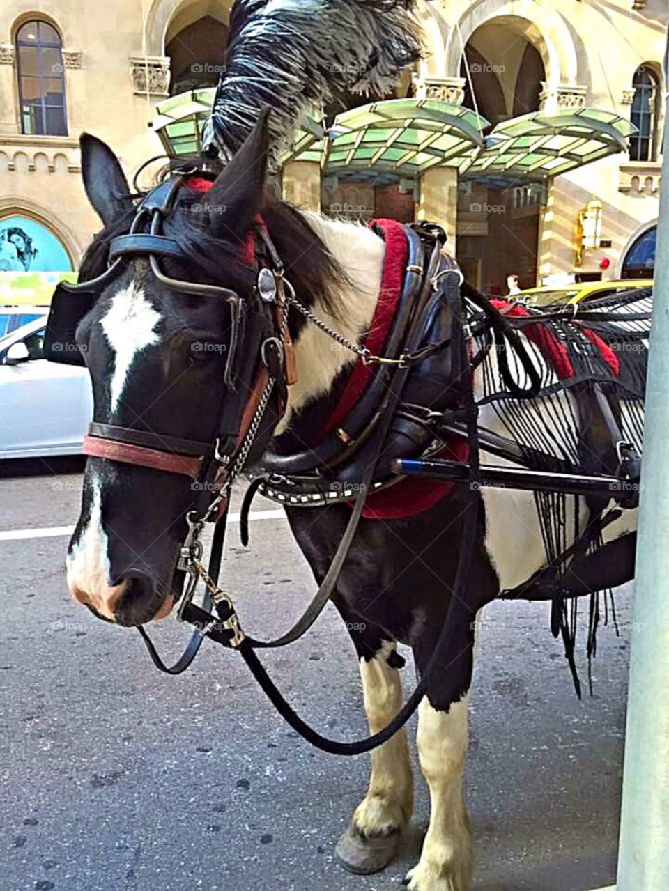 Chicago. Chicago horse drawn carriage