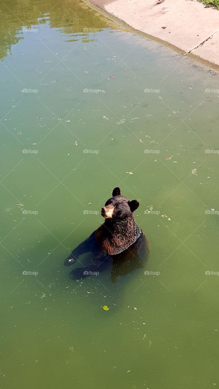 Bear waiting meal at Marineland, Canada