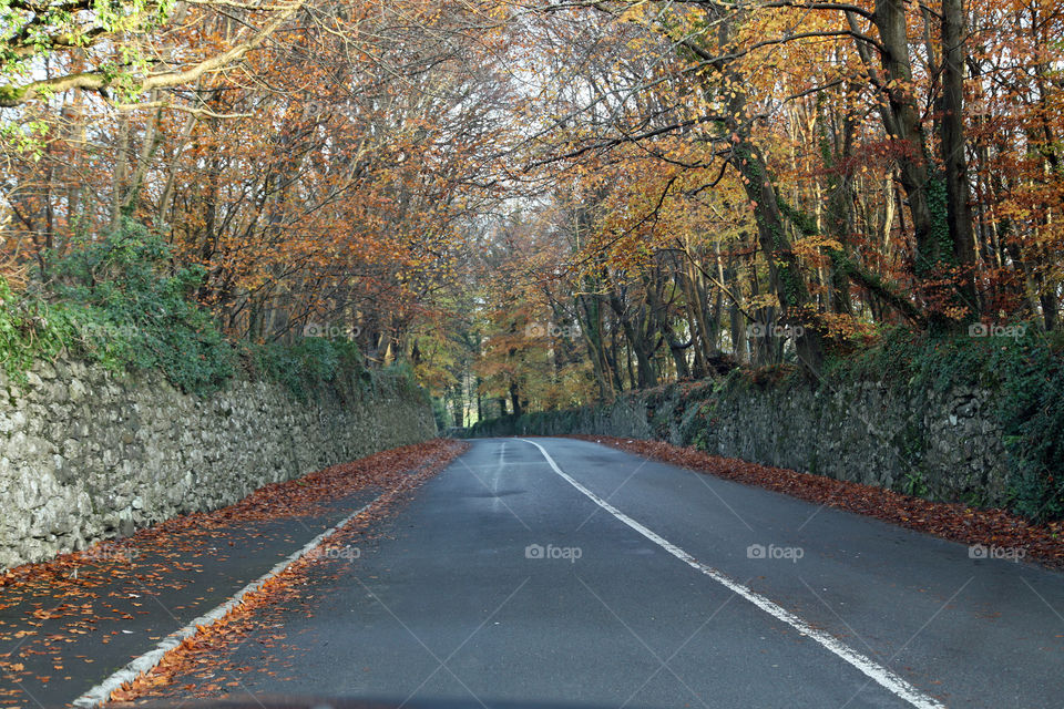 A Country road in autumn