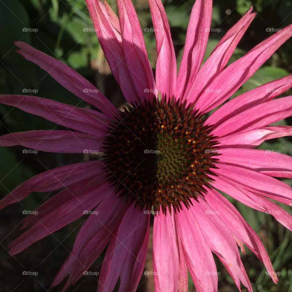Coneflower