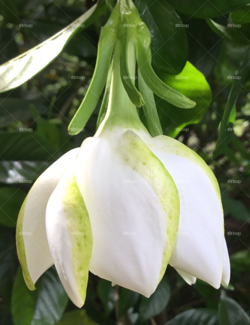Beautiful Gardenia flower getting ready to open in the South Georgia woods. 