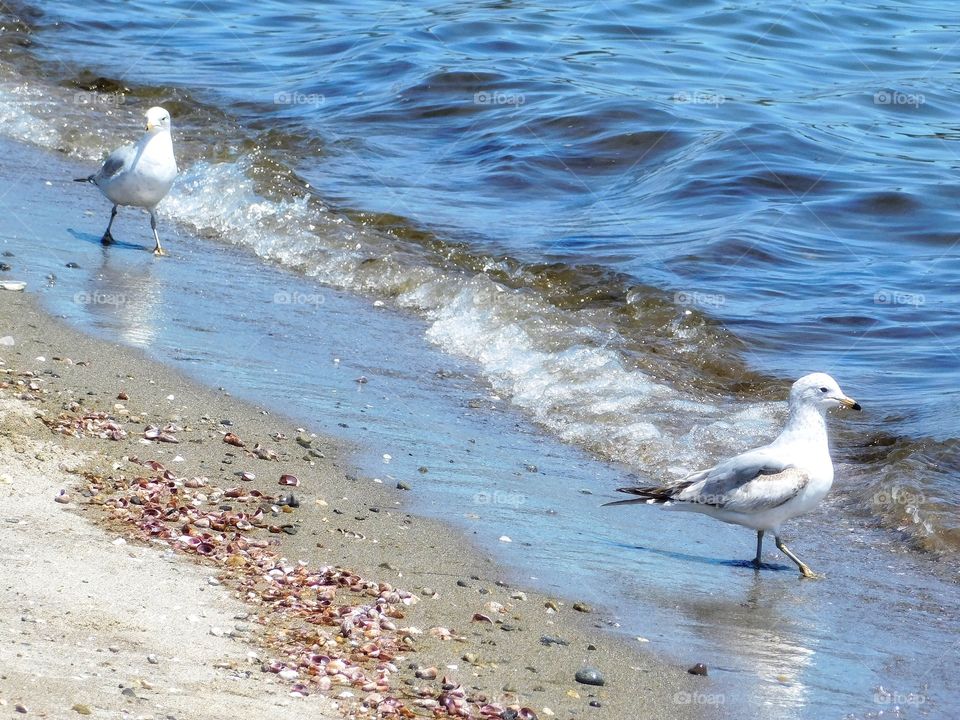 Seagull at the beach 