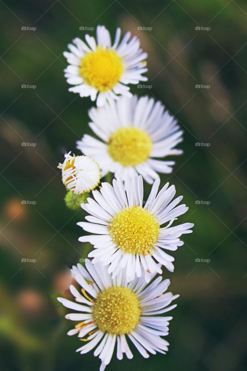 Prairie Fleabane flower heads closeup