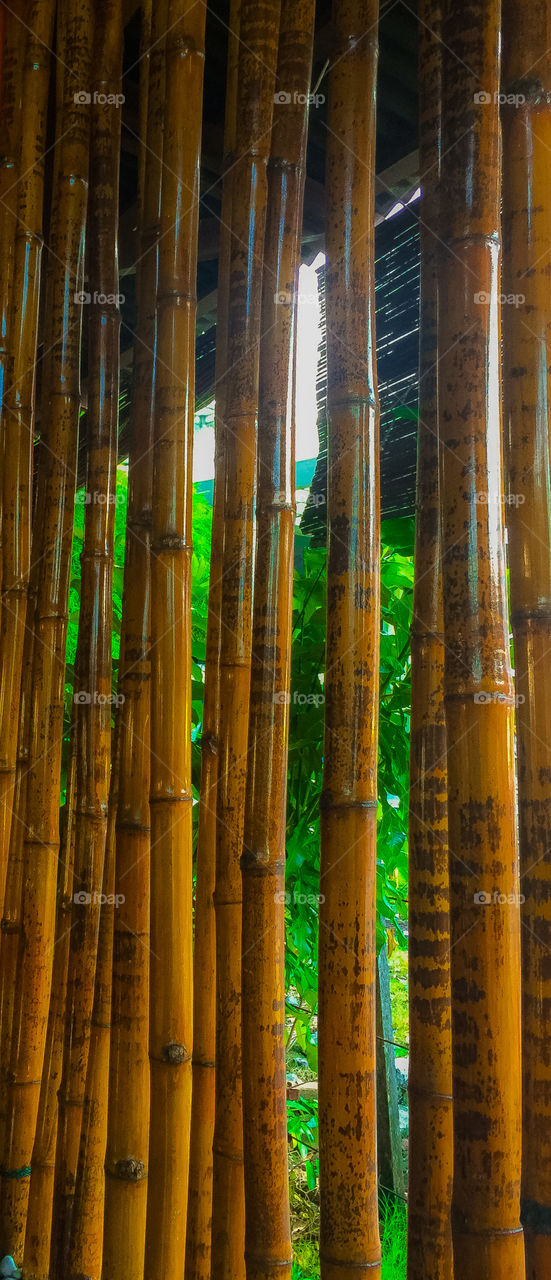 Ornamental bamboo