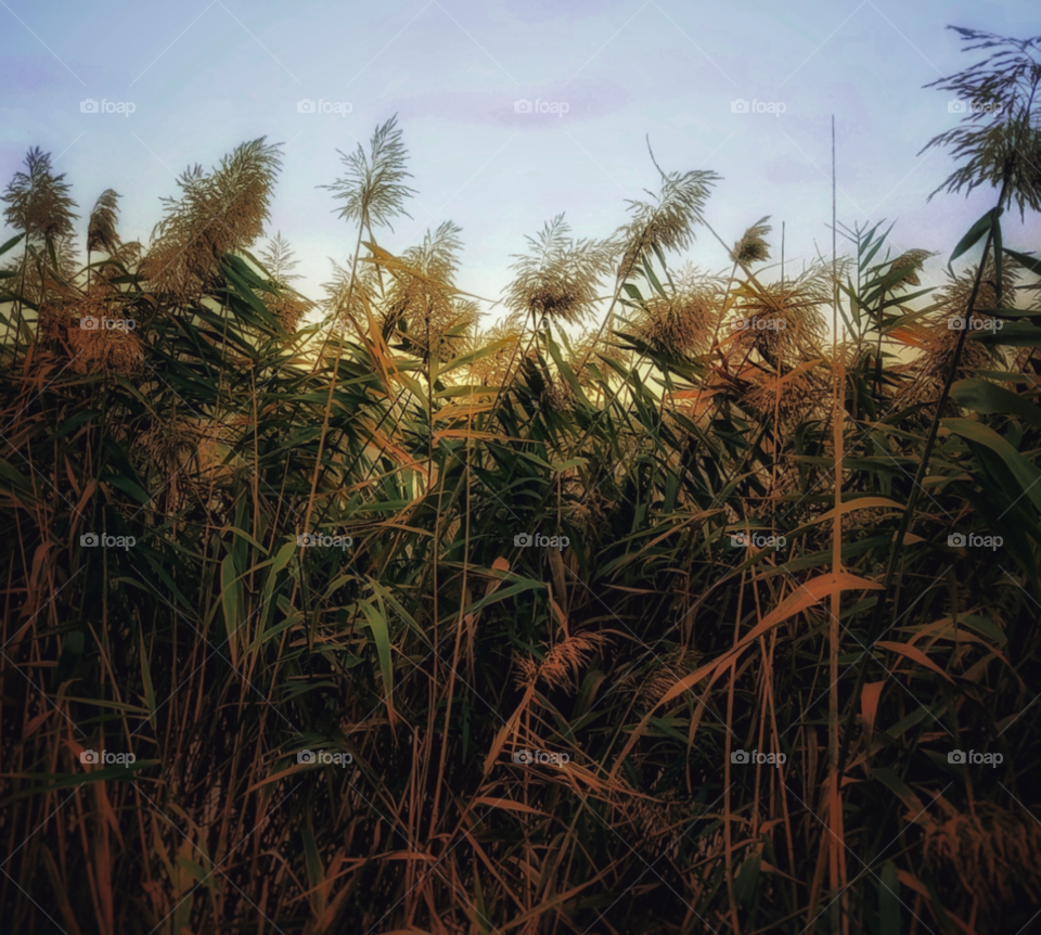 Nature at the end of the day