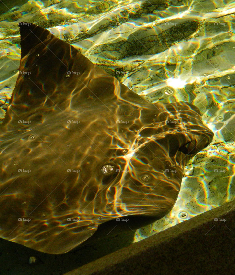 Stingray Closeup