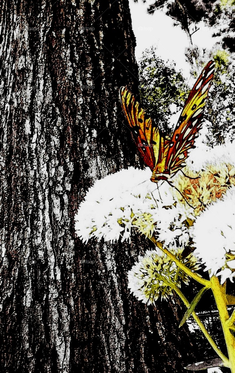 color vs black and white butterfly flowers trees
