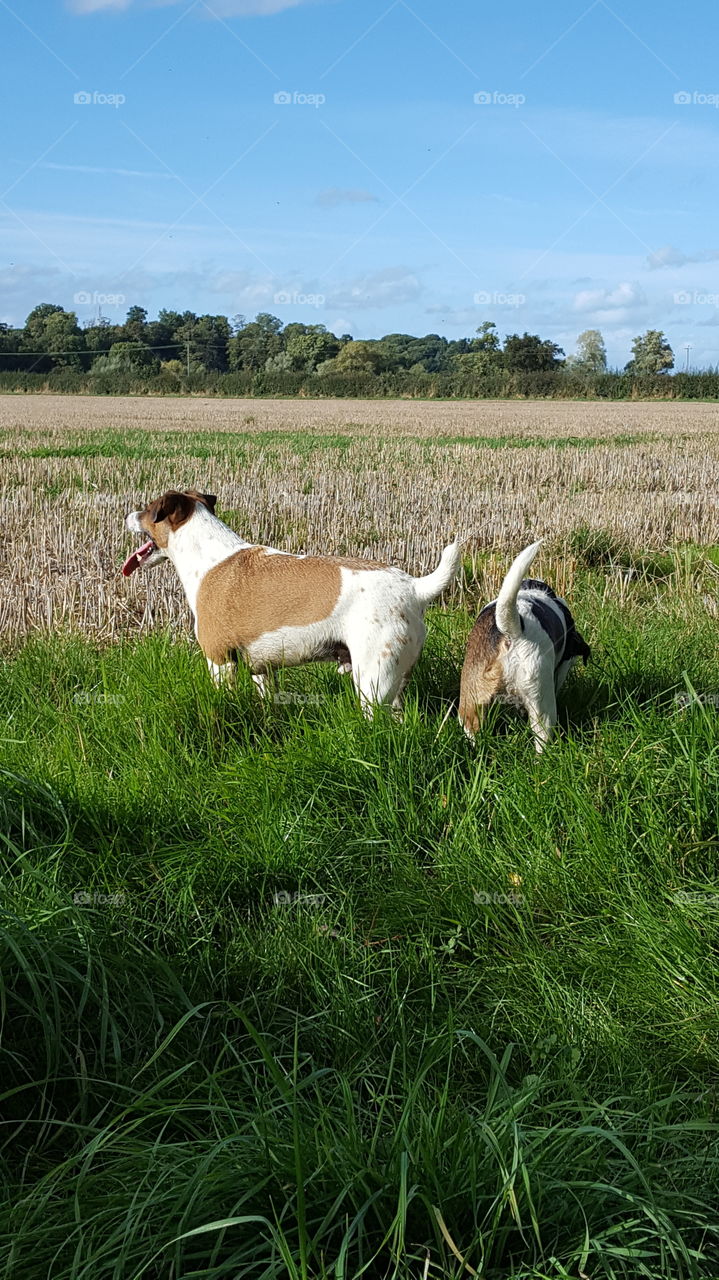 summer fun in the fields