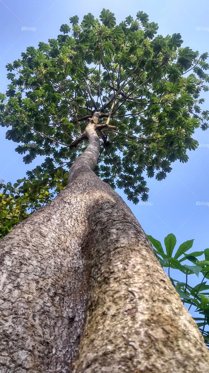 wild tree