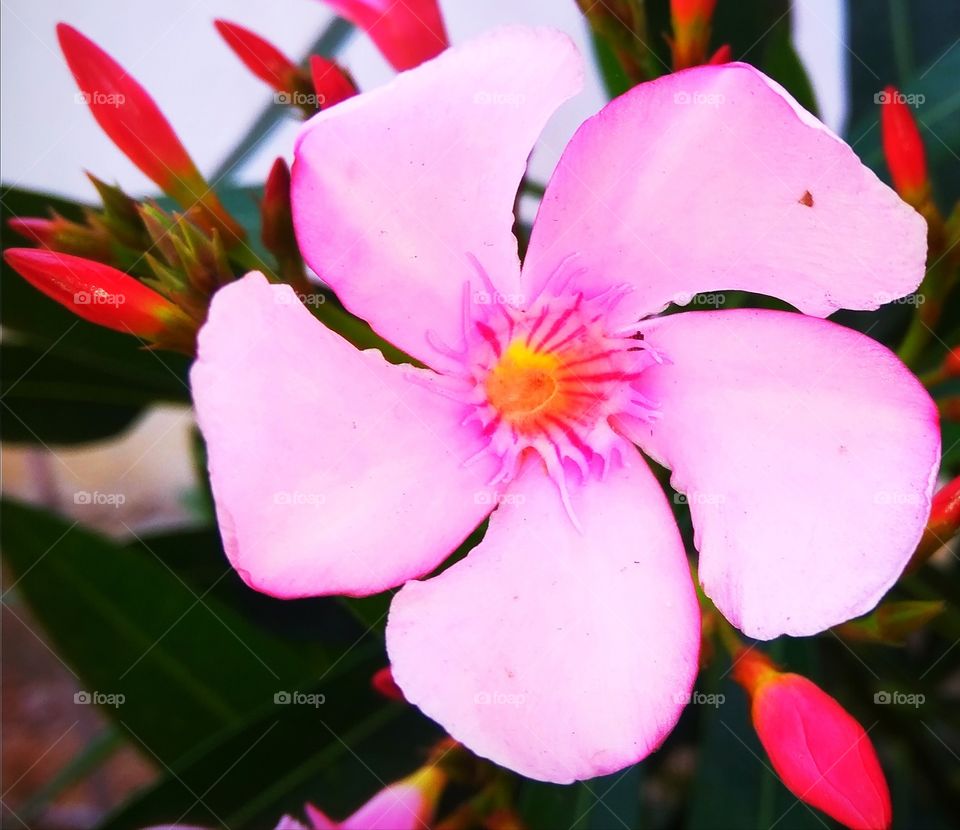 flowers creates own way of preetiness