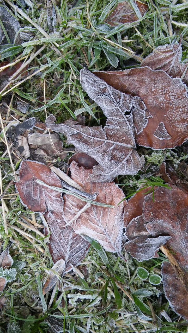 Frozen Leaves