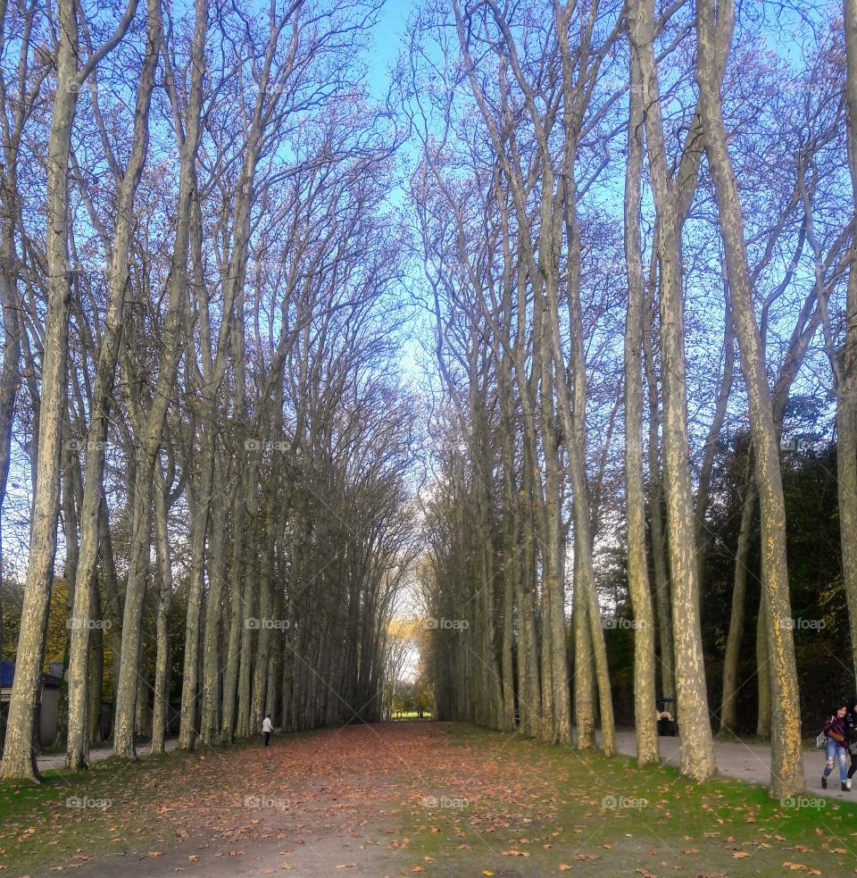 Vertical Trees in Versailles
