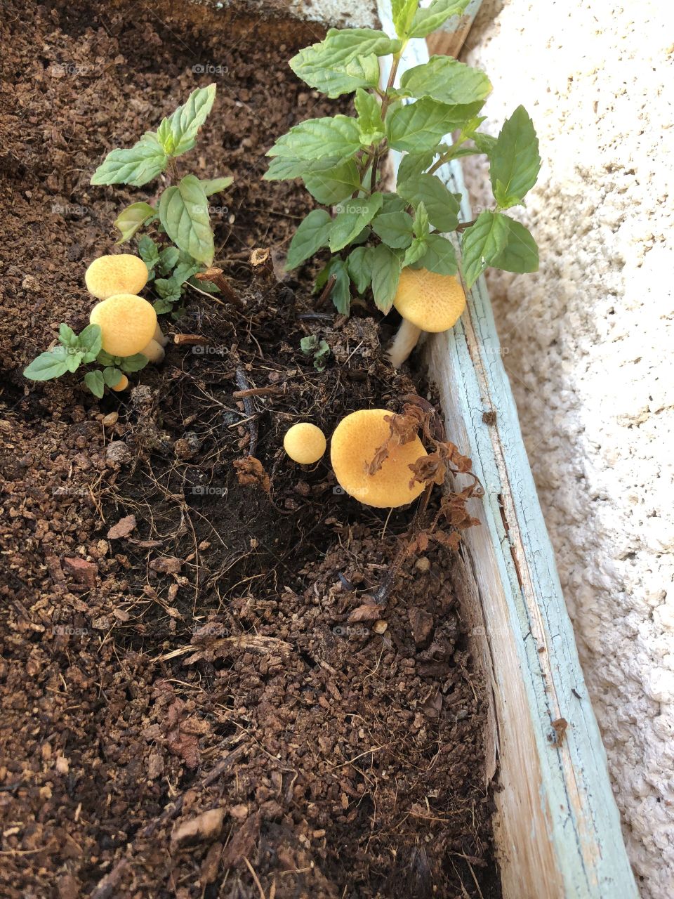 Mint and yellow mushroom 