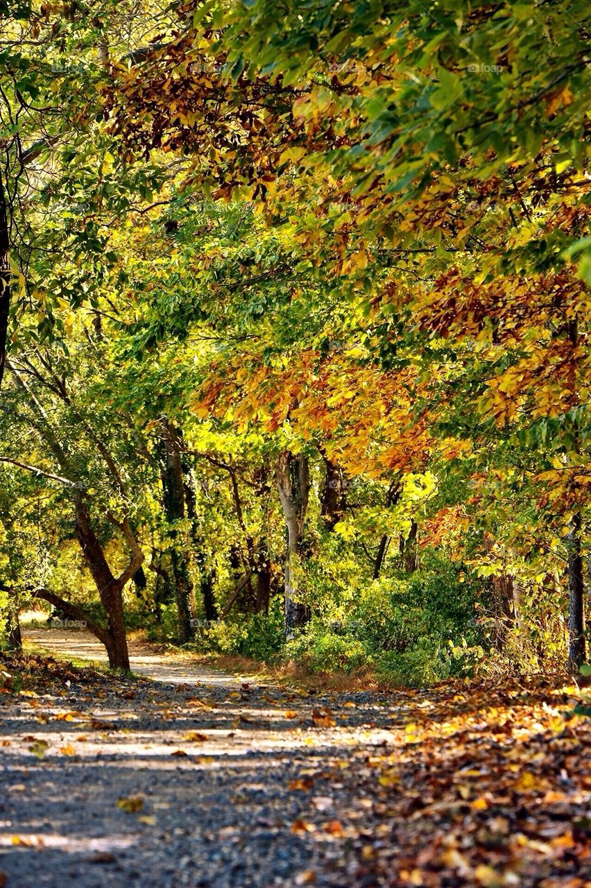 Autumn bliss