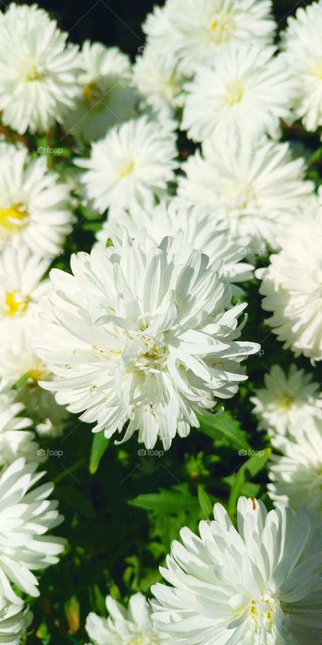 Beautiful white asters